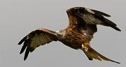 red kite05
